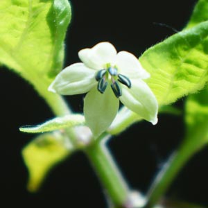 Chili Blüte