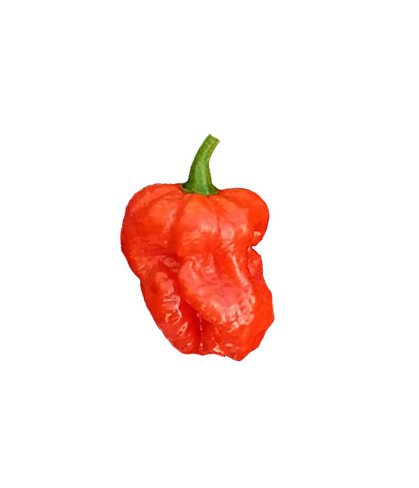 7 Pot Infinity Chili Samen