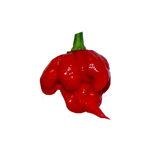 7 Pot Primo Chili Samen