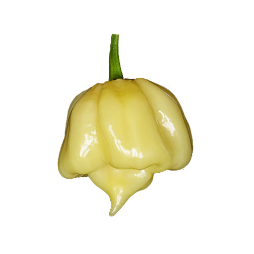 7 Pot White Chili Samen