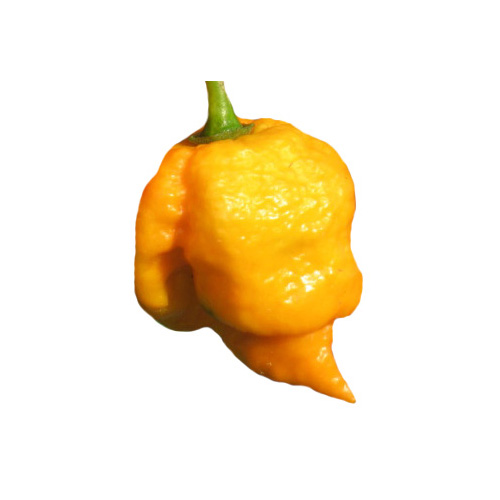 7 Pot Yellow Chili Samen