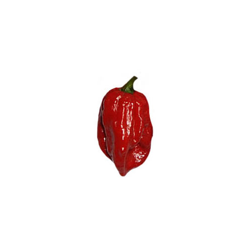 7 Pot Barrackpore Chili Samen