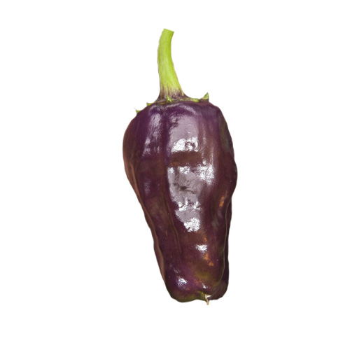 Black Scorpion Tongue Chili Samen