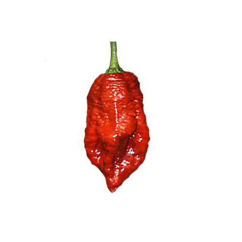 Brown Bhutlah SLP Chili Samen