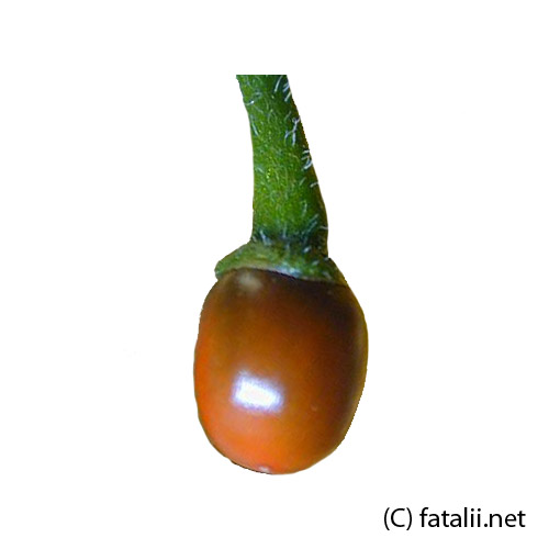 Capsicum Galapagoense Chili Samen
