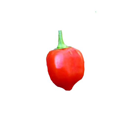 Caribbean Red Chili Samen