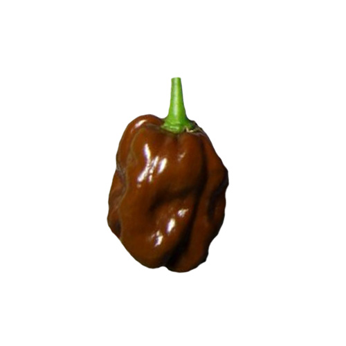Habanero Congo Brown Chili Samen