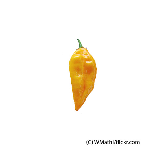 Fatalii Chili Samen