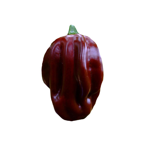 Habanero Brown Samen