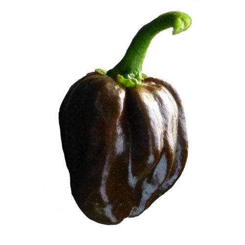 Habanero Chocolate Samen