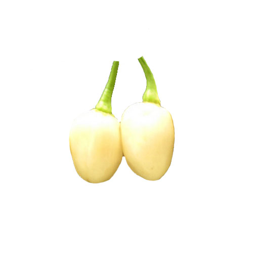 Habanero Ivory Chili Samen