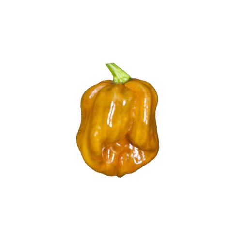 Habanero Mustard Samen