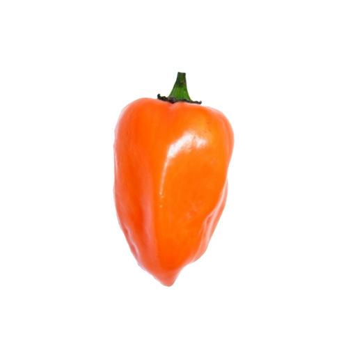 Rocoto Orange Chili Samen