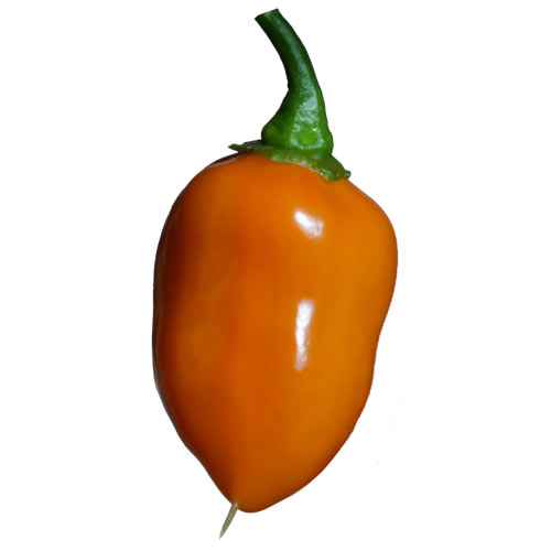 Habanero Orange Chili Samen