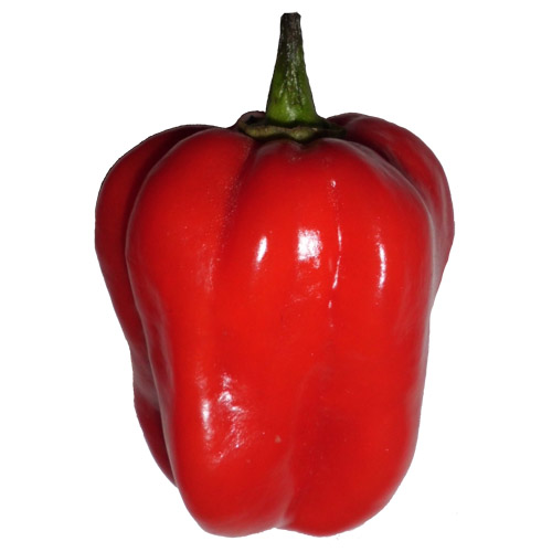 Habanero Red Samen