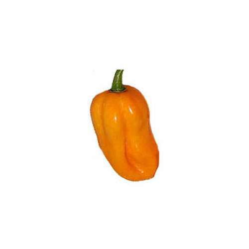 Habanero West Indian Yellow Chili Samen