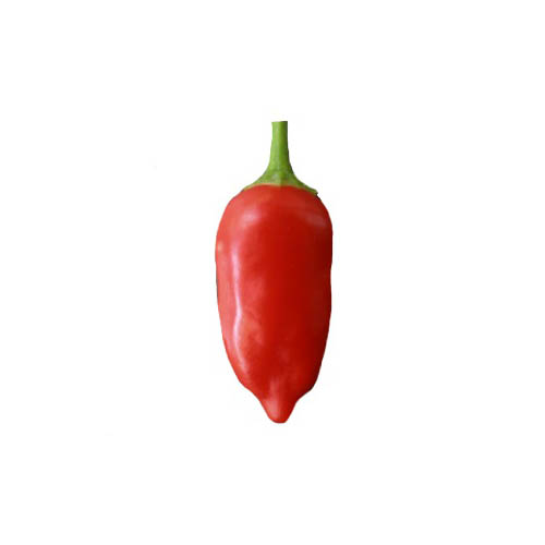 Inca Red Drop Chili Samen