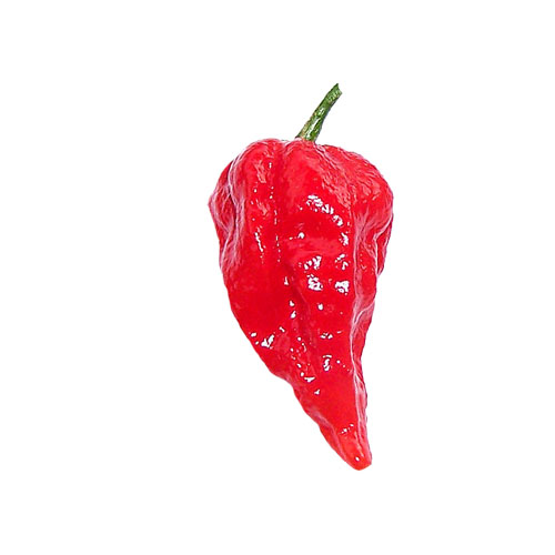 Naga Bhut Jolokia Chili Samen