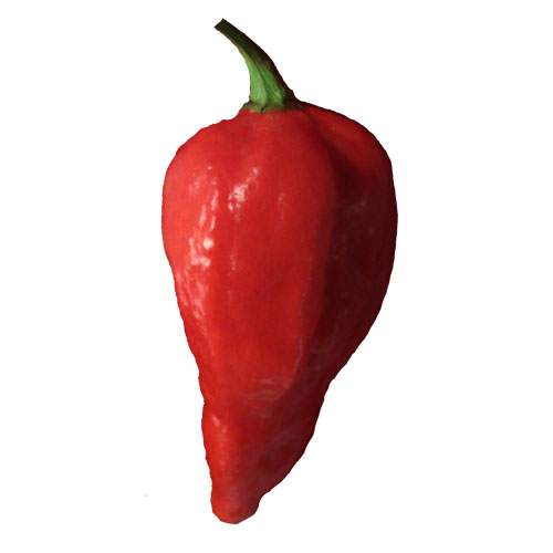 Naga Morich Chili Samen