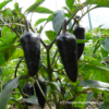 Purple Jalapeño Chili Samen - Image 2