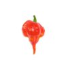 Abbildung - Trinidad Scorpion Butch T