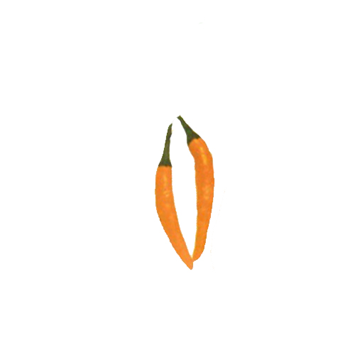 Yellow Thai Chili Samen