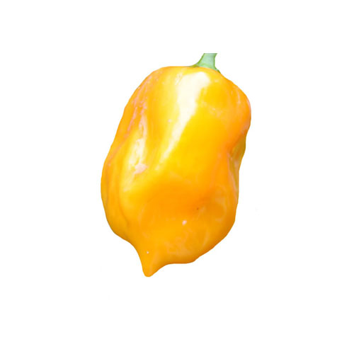 Scotch Bonnet Orange Chili Samen
