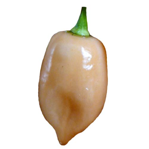 Habanero Pink