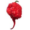 Carolina Reaper