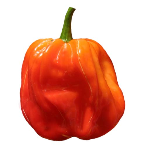 Habanero El Remo